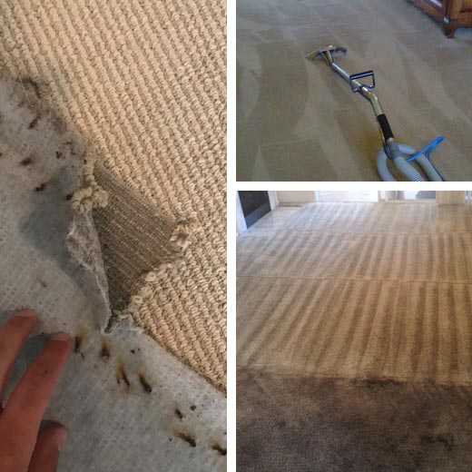 Carpet Cleaning Service